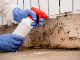 Arthur, IL Mold Removal Services Company